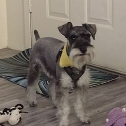 Bark Avenue Pet Spa - He's so proud. He knows he looks good! Thanks Erika!