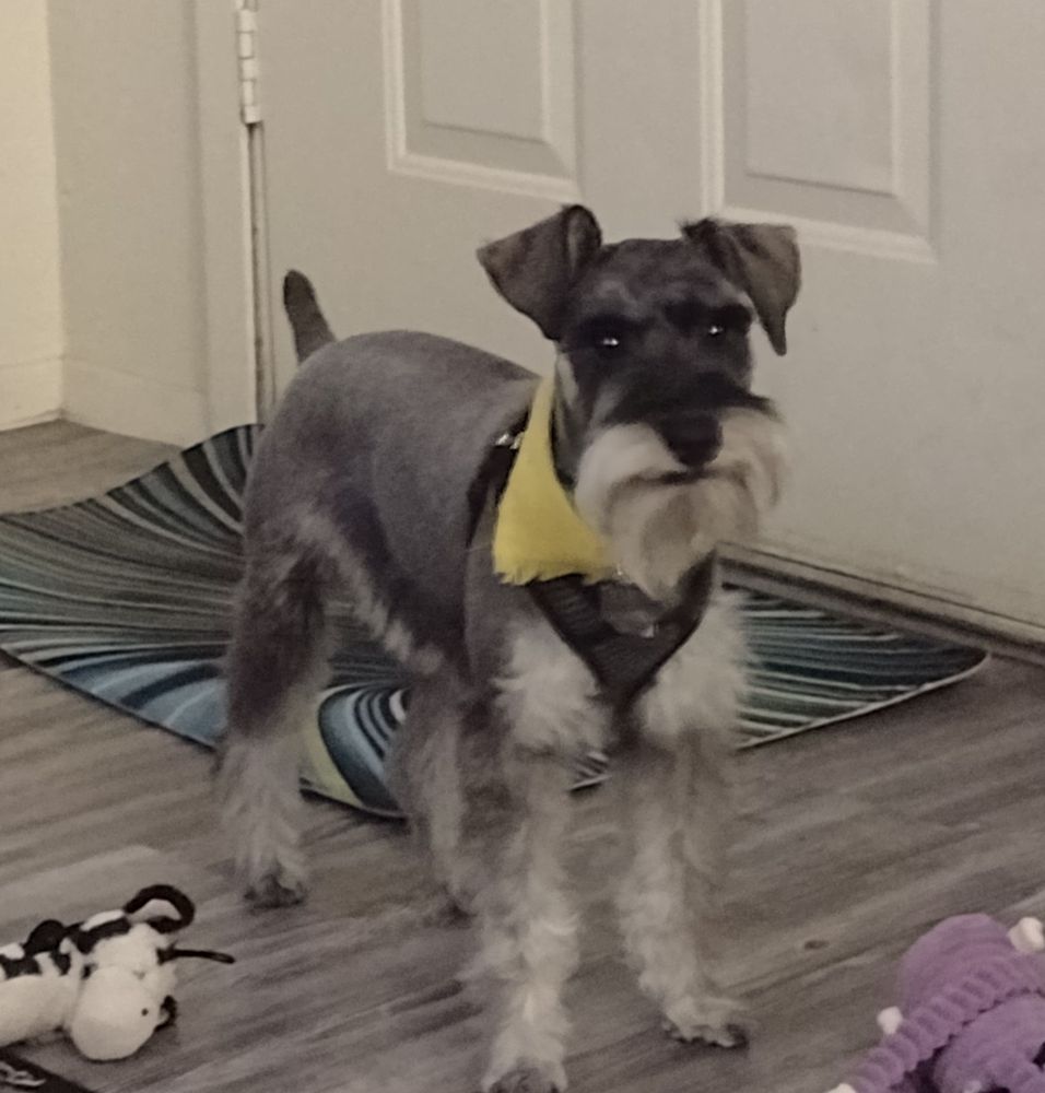 BARK AVENUE PET SPA Updated October 2024 17 Photos 204 Cully Dr