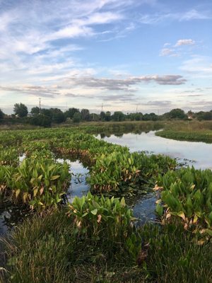 Celery Fields by null