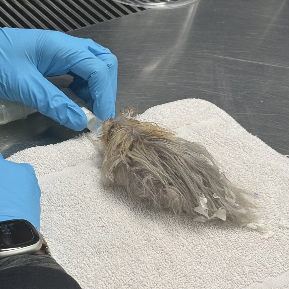Exotic Animal Veterinary Center - Hamster on oxygen support - Veterinarians Near Me - Pasadena, California