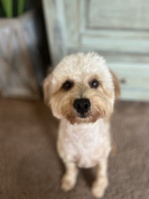 Adorable Pet Grooming Salon by null