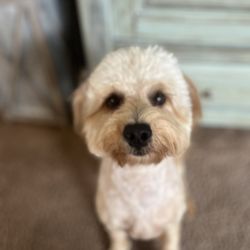 Adorable Pet Grooming Salon