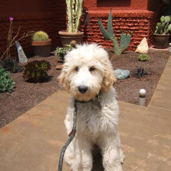 I Talk Dog - Charlie at 5 months old, learned his lessons so quickly. He is on his way to being a great companion. - Pet Training Near Me I Talk Dog - Charlie at 5 months old, learned his lessons so quickly. He is on his way to being a great companion. - Pet Training Near Me