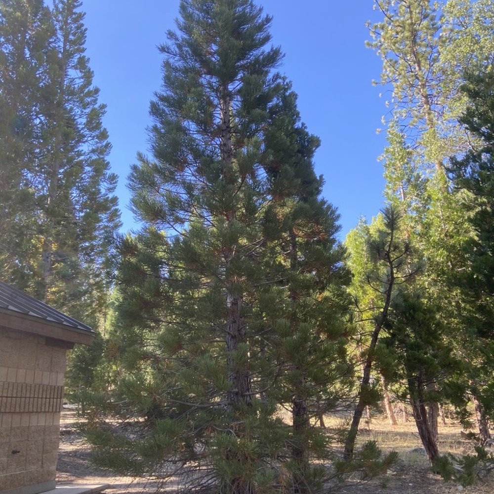 Barton Flats Campground - Campgrounds Near Me - San Bernardino, California