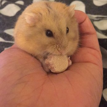 Petco - Pet Stores Near Me - Long Beach, California