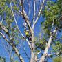 Photo of Arborculture Tree Service