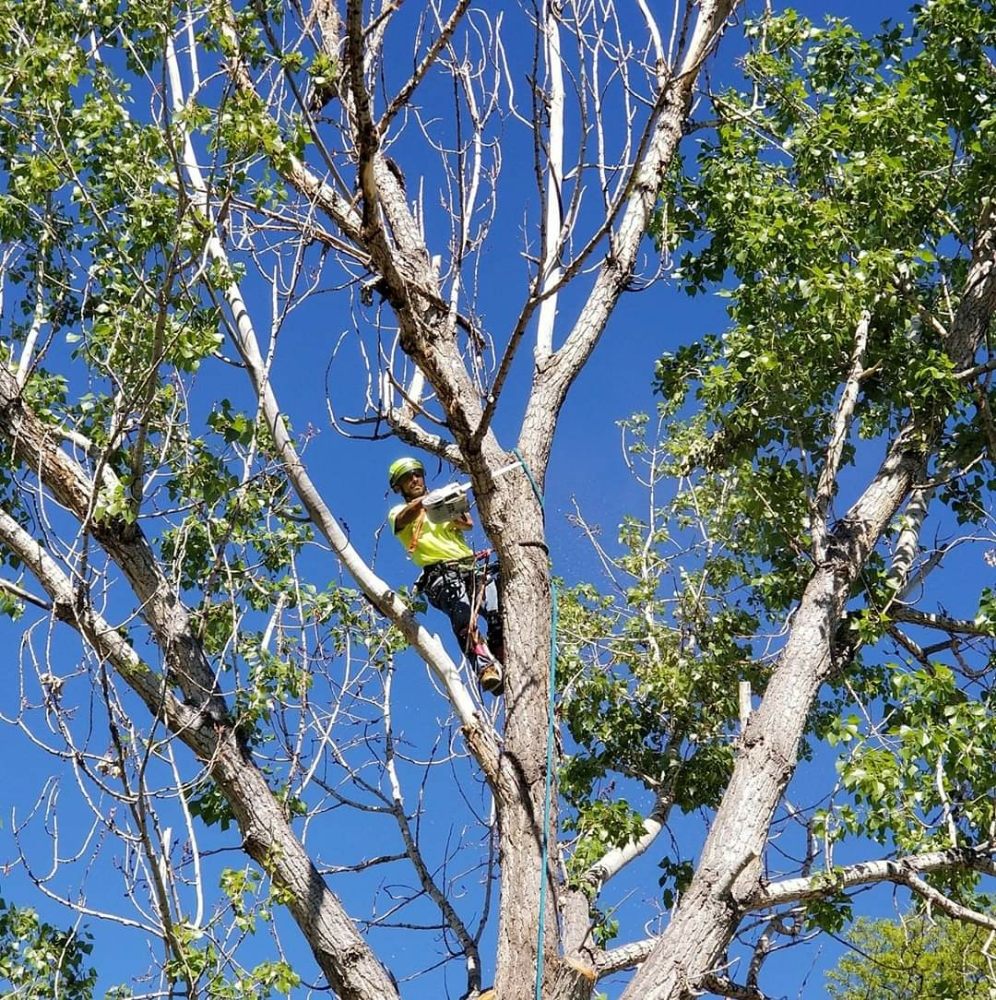Arborculture Tree Service - tree service in Denver, CO