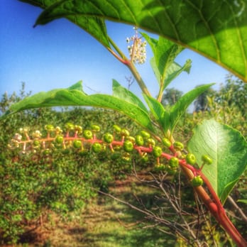 Gin House Branch Farm - Blueberries in their early stage of harvest  20150710 - Fruits & Veggies Near Me - Decatur, Alabama