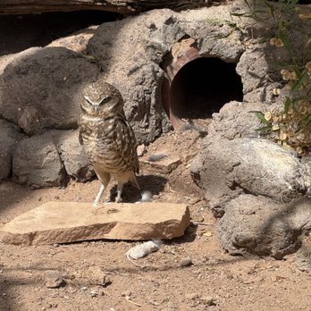 Phoenix Zoo - Zoos Near Me - Phoenix, Arizona