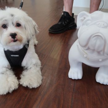 Kiyomi Pet - Sitting all pretty after everything! - Pet Groomers Near Me - San Gabriel, California