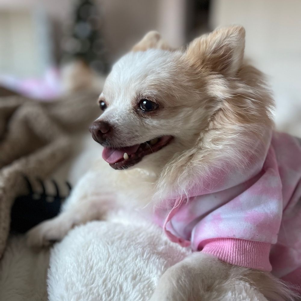 OC Pom Rescue - Community Service/Non-Profit Near Me - Huntington Beach, California OC Pom Rescue - Community Service/Non-Profit Near Me - Huntington Beach, California