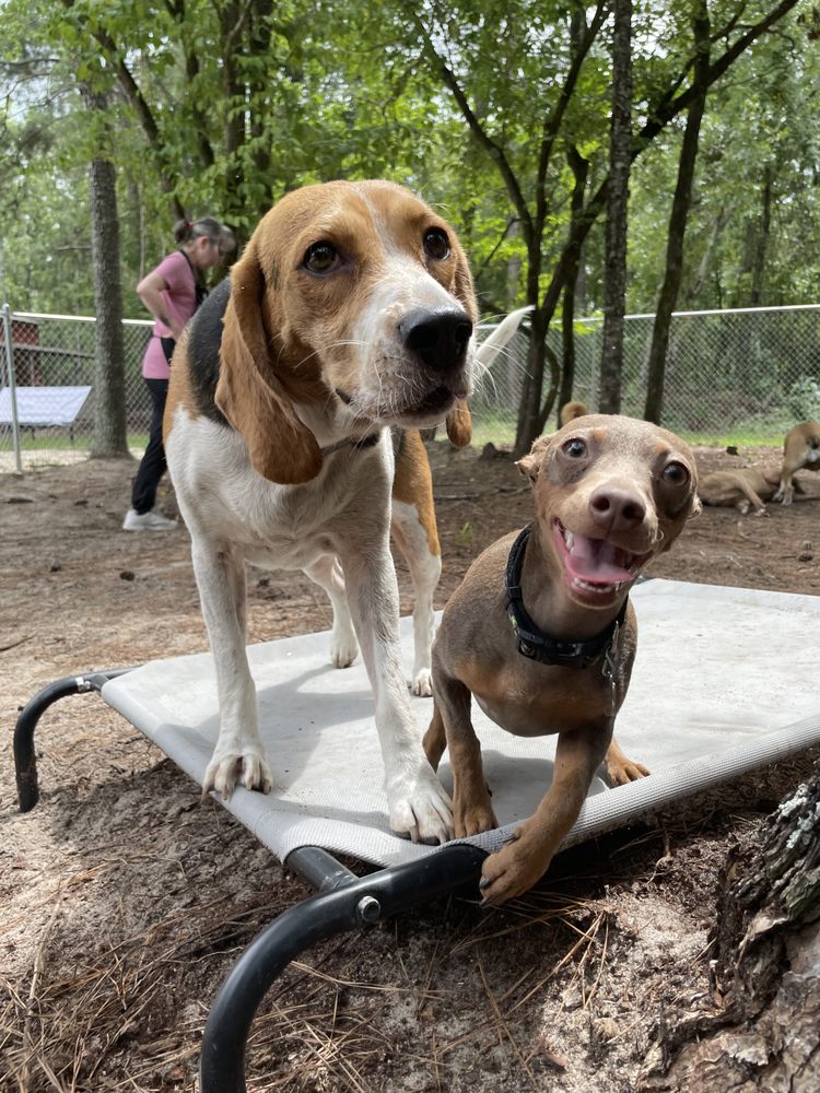 Waggin Wilderness Pet Lodge - pet boarding facility in Cassatt, SC