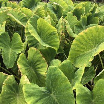Moanalua Gardens - Taro patches. - Parks Near Me - Honolulu, Hawaii
