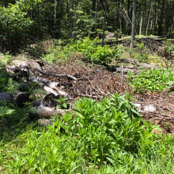 Jepson TreeX - JOB NOT FINISHED - Tree Services Near Me - Sudbury, Massachusetts