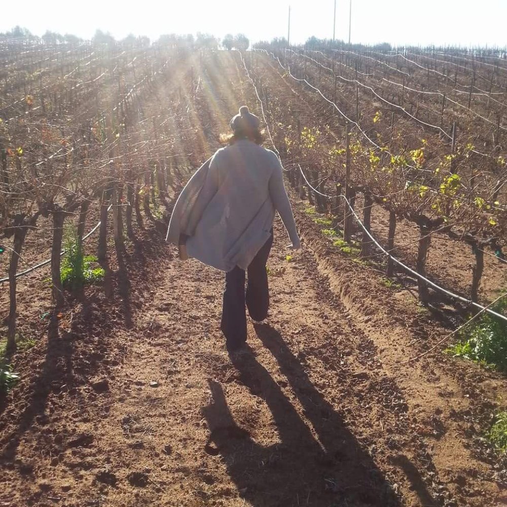 Posada Inn Misión de Guadalupe - Winter walks through the vineyards - Hotels Near Me - Ensenada, BCN