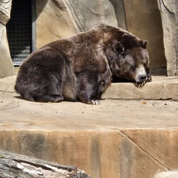 Milwaukee County Zoo - Grizzly bear - Zoos Near Me - Milwaukee, Wisconsin