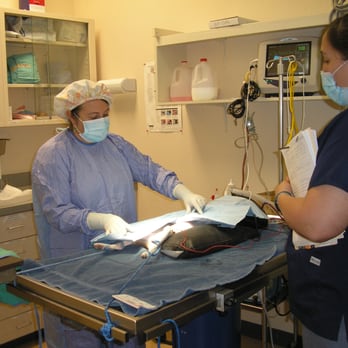 Caring Critters Animal Hospital - Veterinarians Near Me - Apache Junction, Arizona Caring Critters Animal Hospital - Veterinarians Near Me - Apache Junction, Arizona