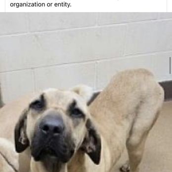 Caring Songs Rescue - Pet Adoption Near Me Caring Songs Rescue - Pet Adoption Near Me