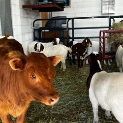 Yaseen Meat Farm