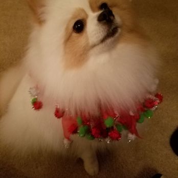 Nikki's Pet Spa - Pet Groomers Near Me - Norco, California Nikki's Pet Spa - Pet Groomers Near Me - Norco, California