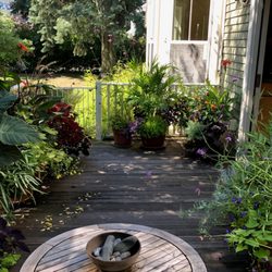 McCue Garden Center - Tall verbena, canna, purple salvia, silver fleece, ornamental grasses, black and blue salvia, yellow bells (perennial), sweet potato vine