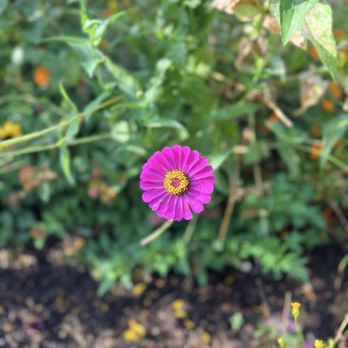 Liberty Street Garden - Parks Near Me - Dallas, Texas