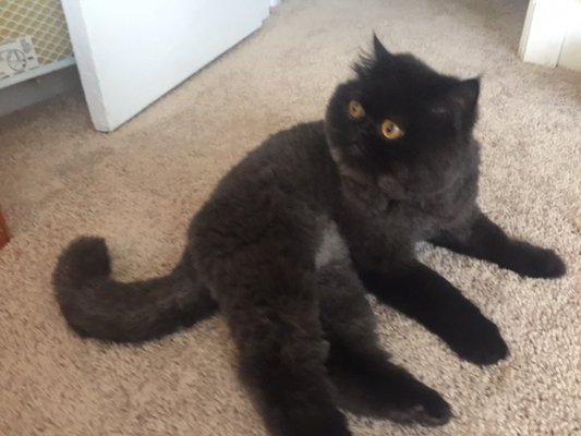 bonnie's dog & cat grooming