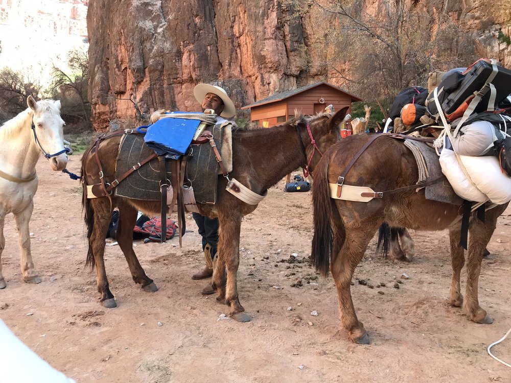 HAVASU FALLS 797 Photos & 174 Reviews Supai, AZ Yelp