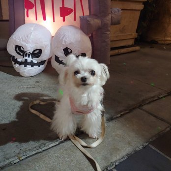 modern service dog training