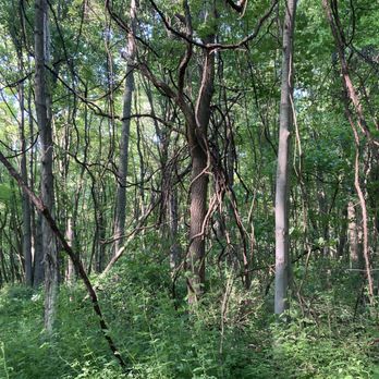 Dr. T K Lawless Park - That's a viney situation... - Parks Near Me - Vandalia, Michigan Dr. T K Lawless Park - That's a viney situation... - Parks Near Me - Vandalia, Michigan