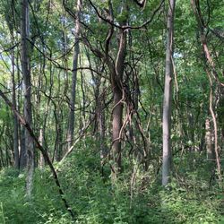 Dr. T K Lawless Park - That's a viney situation...