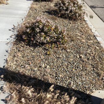 All-Pro Pest & Weed Control - Killed all the weeds! - Pest Control Near Me