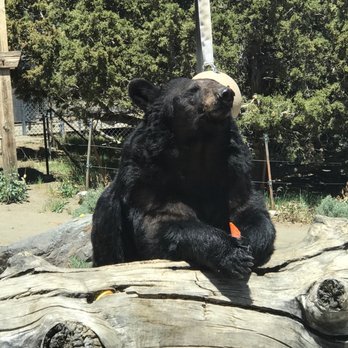 Animal Ark - Awww... - Zoos Near Me - Reno, Nevada