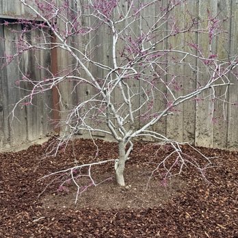 Terry's Tree Service - Western redbud - Tree Services Near Me - Livermore, California Terry's Tree Service - Western redbud - Tree Services Near Me - Livermore, California
