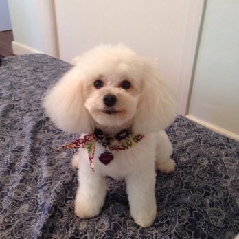 Susie's Grooming Lounge - Another fresh clip! Amazing! Look how perfect her little paws are - Pet Groomers Near Me Susie's Grooming Lounge - Another fresh clip! Amazing! Look how perfect her little paws are - Pet Groomers Near Me