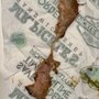 Photo of Mr. Pickles Sandwich Shop