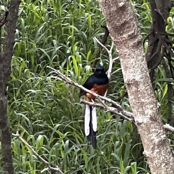 Koko Crater Botanical Garden - White-rumped shama (first time seeing one!) - Botanical Gardens Near Me - Honolulu, Hawaii Koko Crater Botanical Garden - White-rumped shama (first time seeing one!) - Botanical Gardens Near Me - Honolulu, Hawaii