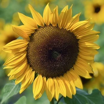 Amber Brooke Farms - Eustis - Gorgeous sunflower at the farm - Pick Your Own Farms Near Me - Eustis, Florida