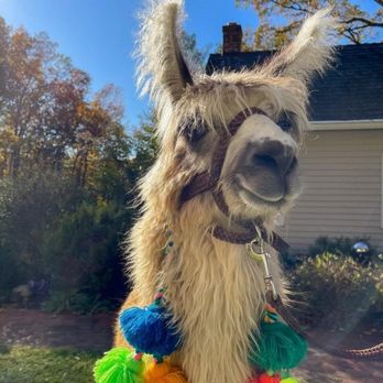Wing and Wheel Farm - Lana in her pompom swag - Petting Zoos Near Me - Marshall, Virginia Wing and Wheel Farm - Lana in her pompom swag - Petting Zoos Near Me - Marshall, Virginia