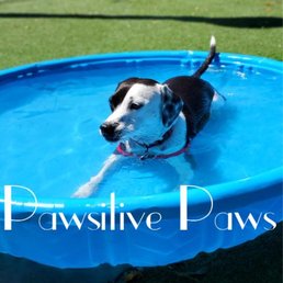 RoRo loving her walk/park time with Pawsitive Paws!