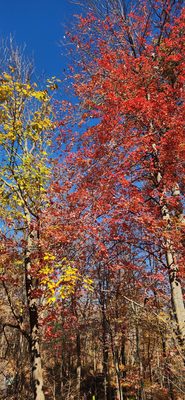 Bear Mountain by null