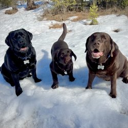 Triple L Pet Sitting Services - Moose, Bear and Buck