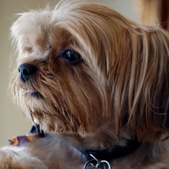 Posh Pets Grooming - Dog - Pet Groomers Near Me - Encinitas, California