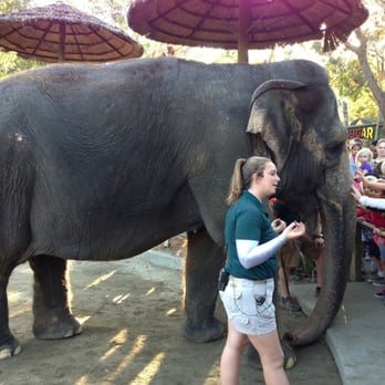 Six Flags Discovery Kingdom - Liz the elephant - Amusement Parks Near Me - Vallejo, California Six Flags Discovery Kingdom - Liz the elephant - Amusement Parks Near Me - Vallejo, California