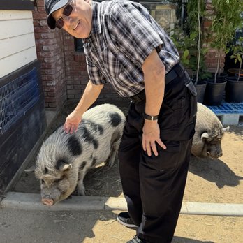 Sugarplum Zoo - Mike petting hog - Chocolatiers & Shops Near Me - Temecula, California Sugarplum Zoo - Mike petting hog - Chocolatiers & Shops Near Me - Temecula, California