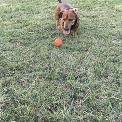 Sylvia Gibbs Park - Really big open area for all dogs to smell, run and play