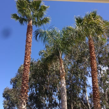 Tree & Palm Trimming & Landscape Maintenance - palm trees in a row - Landscaping Near Me Tree & Palm Trimming & Landscape Maintenance - palm trees in a row - Landscaping Near Me