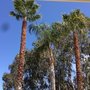 Photo of Tree & Palm Trimming & Landscape Maintenance