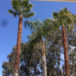 Tree & Palm Trimming & Landscape Maintenance