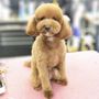 Photo of Hailey's Dog Daycare & Boarding